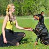 990Ft Radius Dog Training Collar Wireless Fence Ipx6 Waterproof Pet Beep Vibration Electric Shock Fence System 3 Channels Rechargeable Transmitter Rec